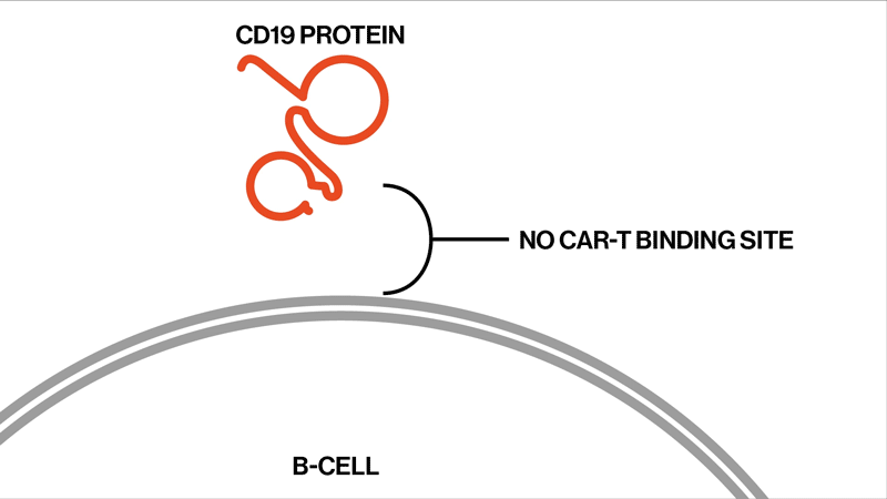 CAR-T binding site changes CAR-T binding site changes