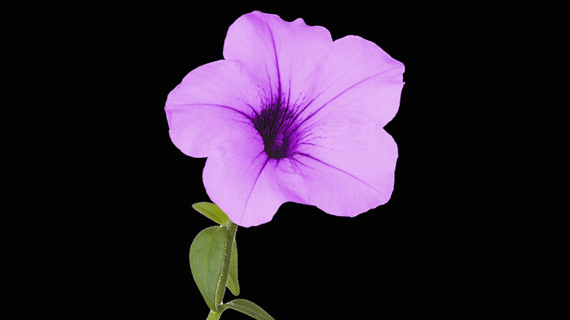 White petunias. White petunias.