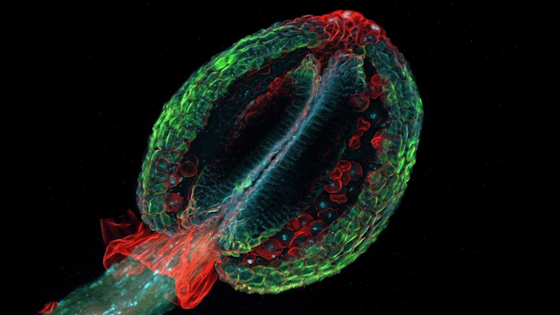 Molecular glues were discovered in plants Arabidopsis thaliana