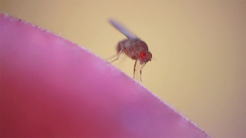 Fruit fly sitting on an apple Fruit fly sitting on an apple