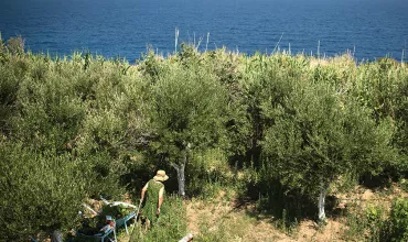 landscape of trees with the see in the background