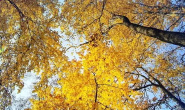 Trees