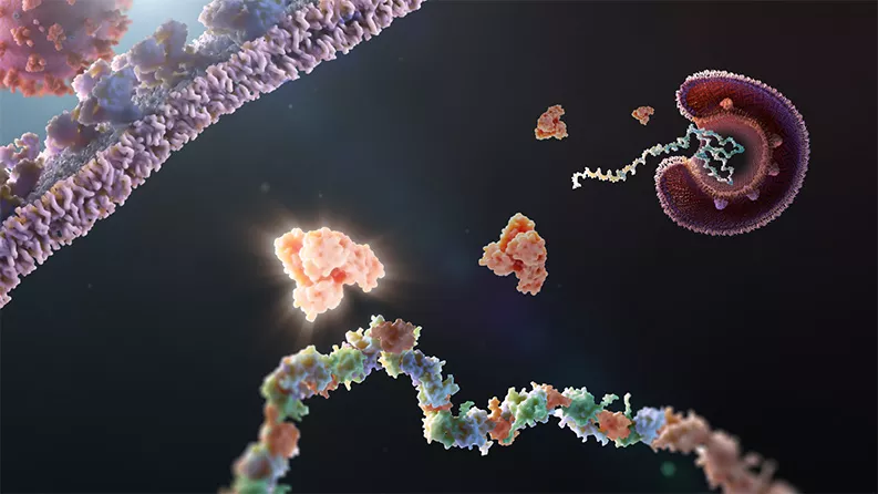 Achilles heel shared by coronaviruses Achilles heel shared by coronaviruses