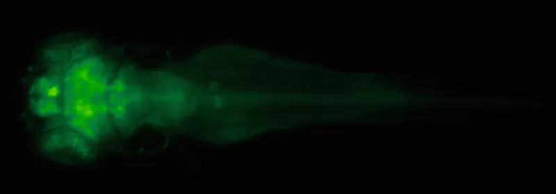 When tiny brains are best for brain research When tiny brains are best for brain research