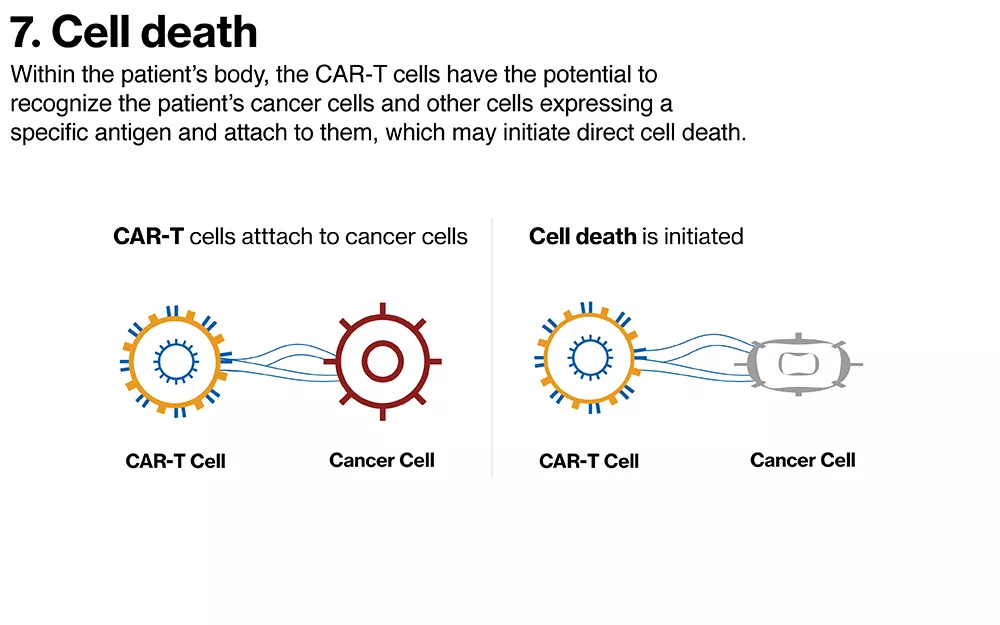 Cell Death