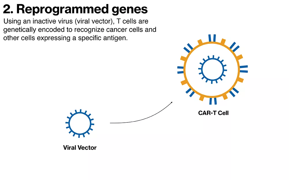Reprogrammed genes