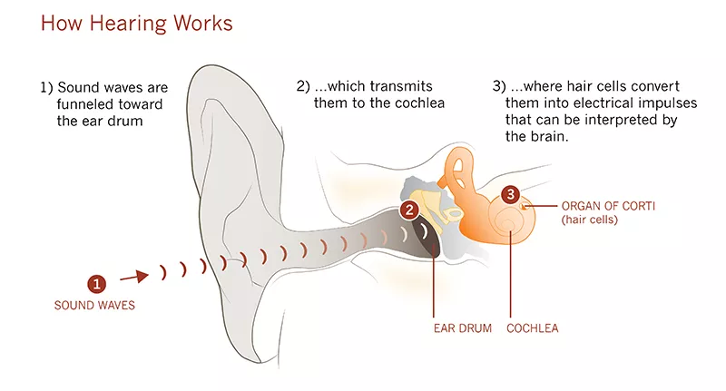 How hearing works How hearing works