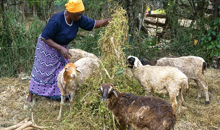 In Kiandegwa village, women like Peninah are learning how to prevent and manage hypertension and diabetes In Kiandegwa village, women like Peninah are learning how to prevent and manage hypertension and diabetes