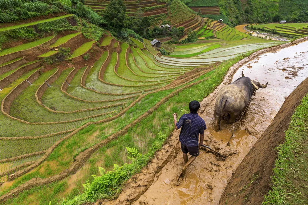 Novartis a leader in water management Rice fields in Vietnam