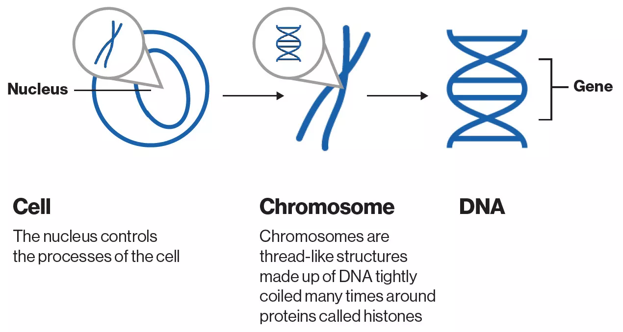 An image showing the link between a cell, a chromosome and DNA An image showing the link between a cell, a chromosome and DNA