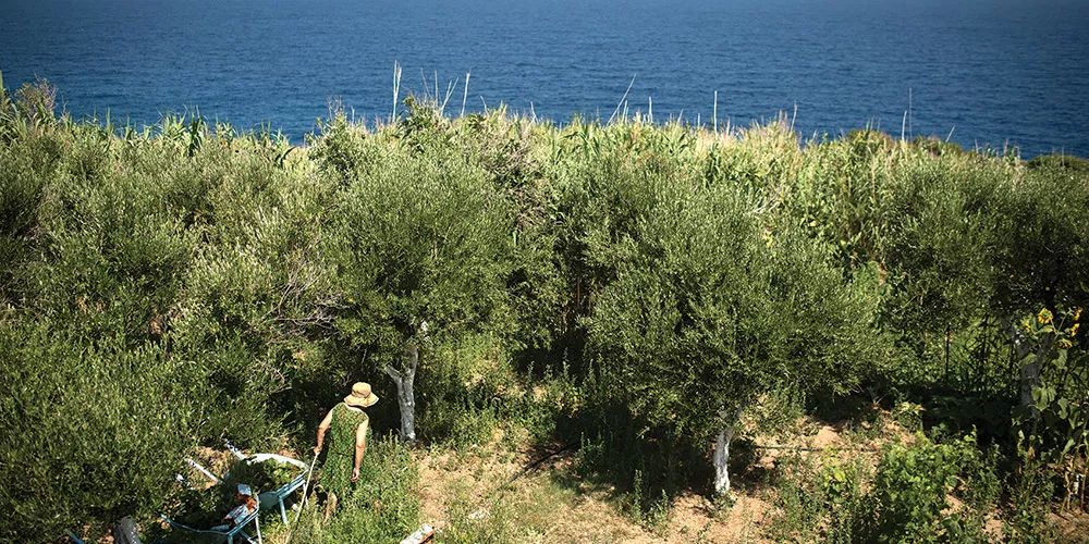 landscape of trees with the see in the background landscape of trees with the see in the background