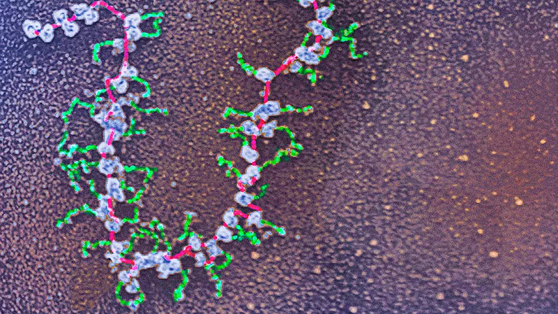 RNA in action in a cell. Protein production in action in a cell.