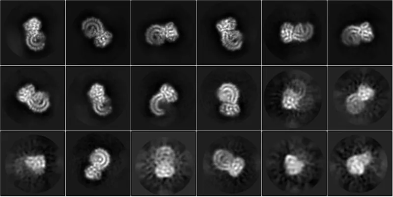 A danger-sensing protein Electron microscopy image of NLRP3