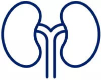 Kidneys icon