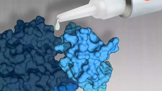 Molecular glue kills cancer cells in mice