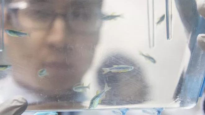 When tiny brains are best for brain research