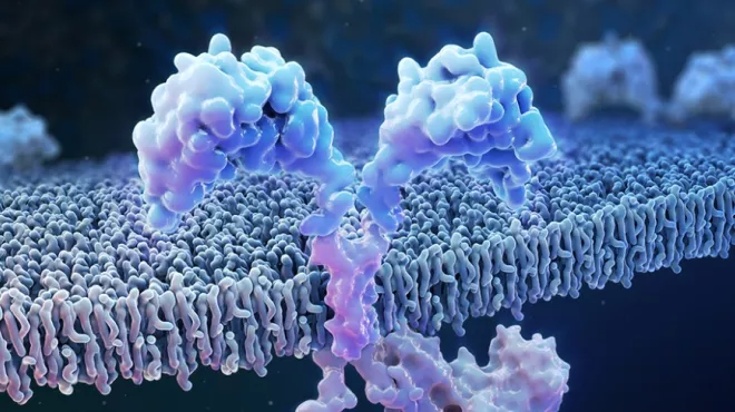Surface of an engineered T cell