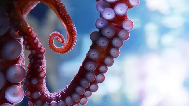 Close-up of an octopus tentacle.
