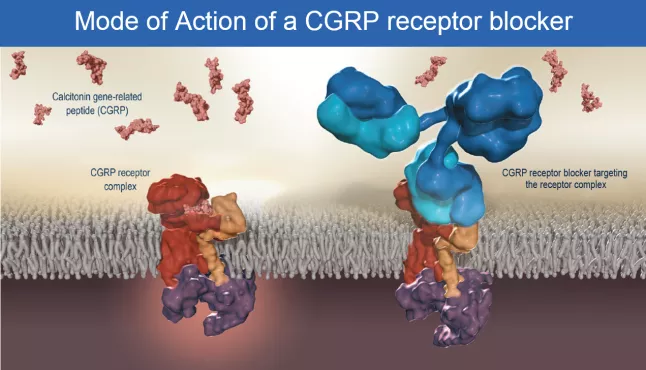 Graphic on Mode of Action of a CGRP Receptor Blocker