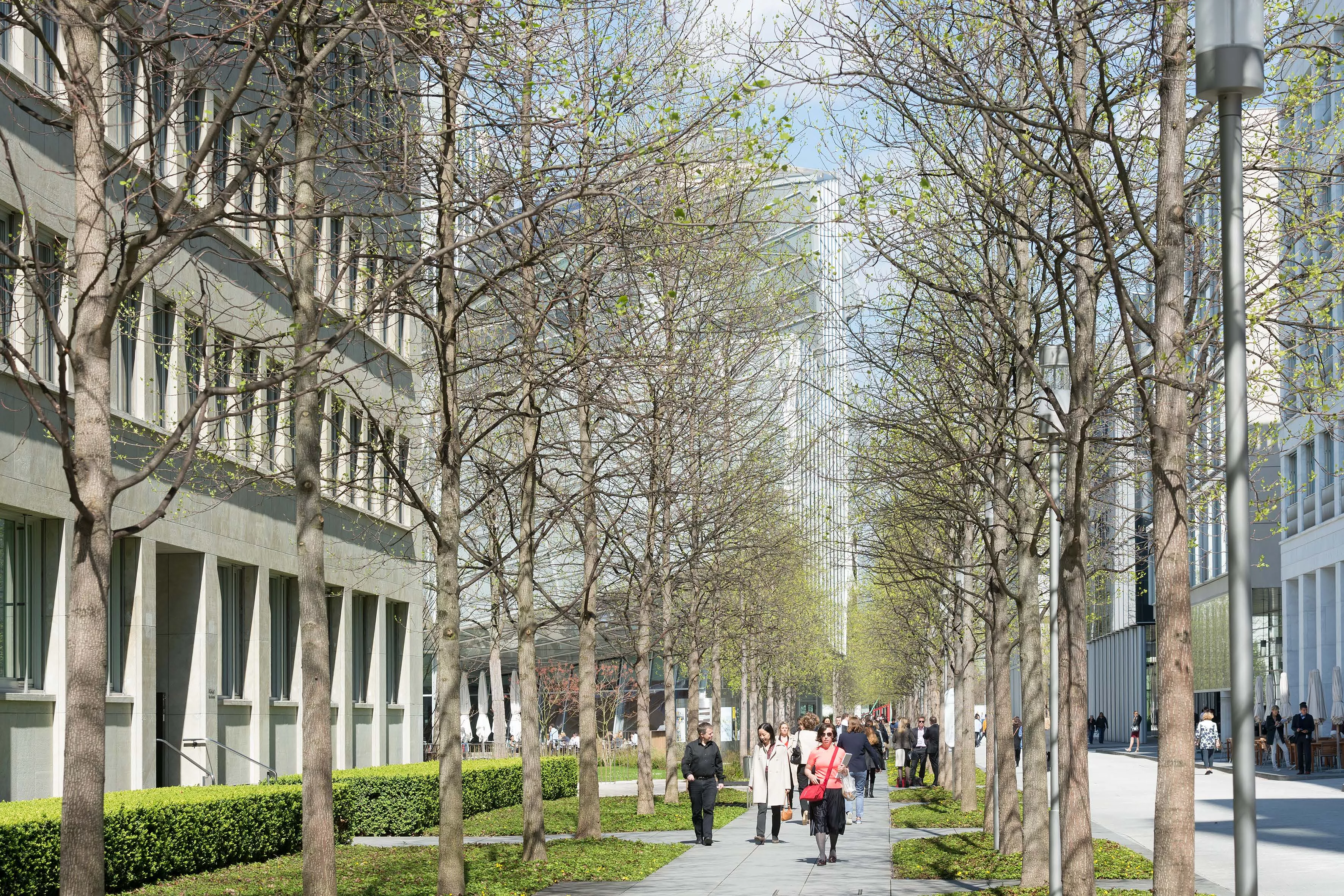 Avenue with trees along Fabrikstrasse Avenue with trees along Fabrikstrasse