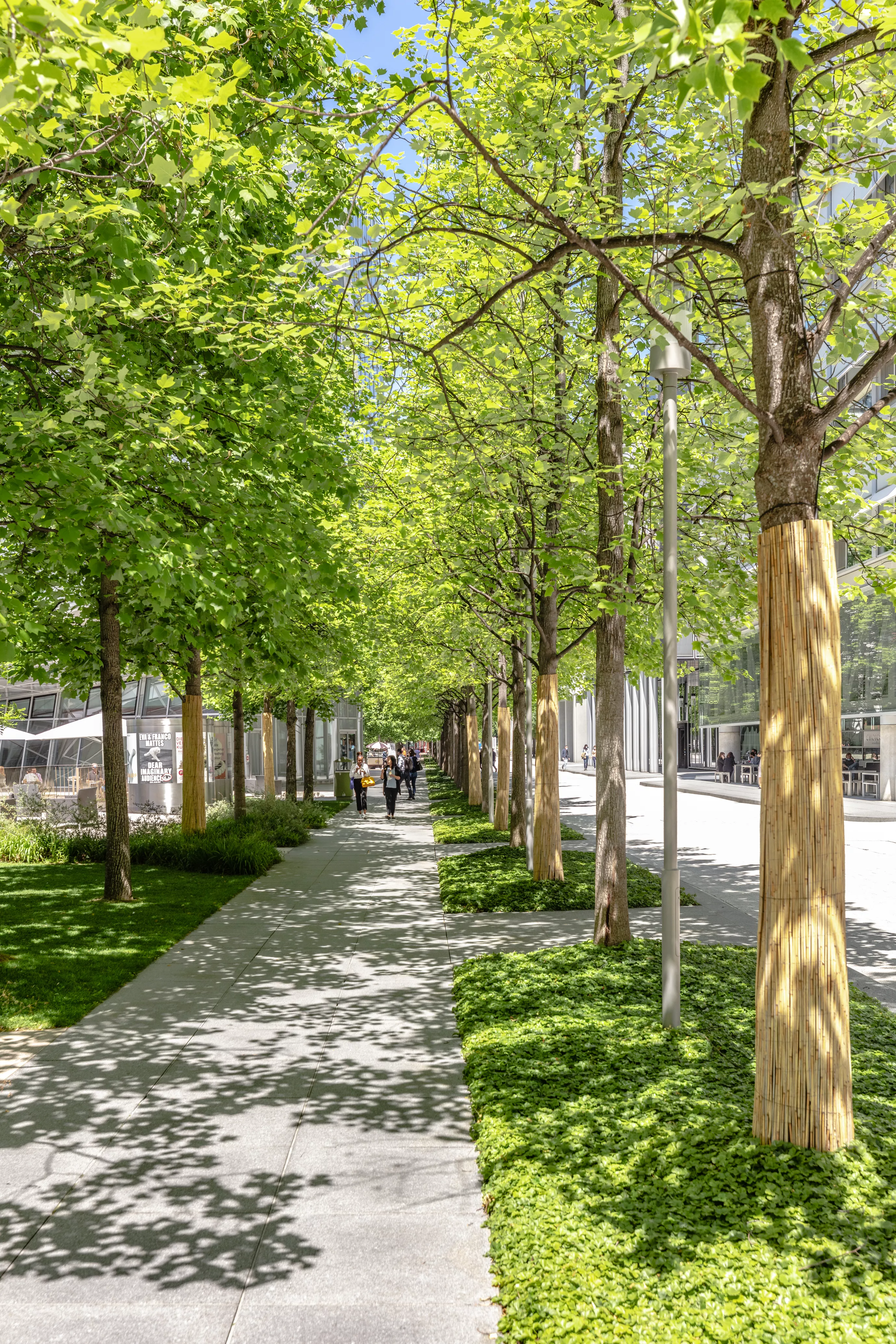 Pedestrian path with trees, Novartis Campus Basel Pedestrian path with trees, Novartis Campus Basel